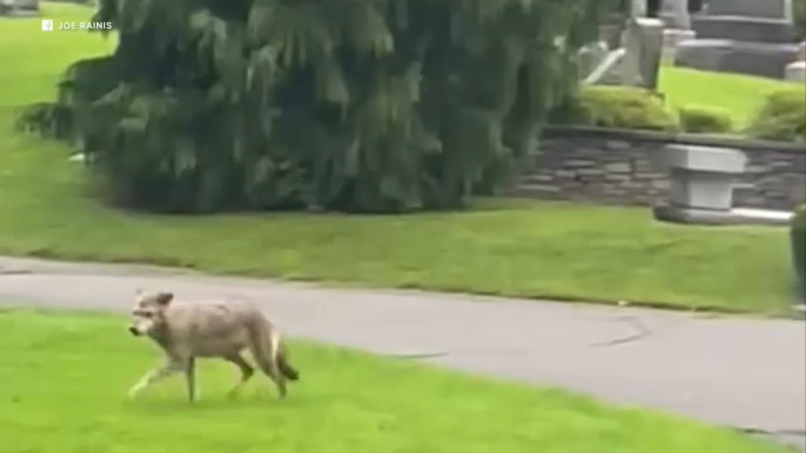 Aggressive coyote attacks multiple dogs in Connecticut Aggressive coyote attacks multiple dogs in Connecticut