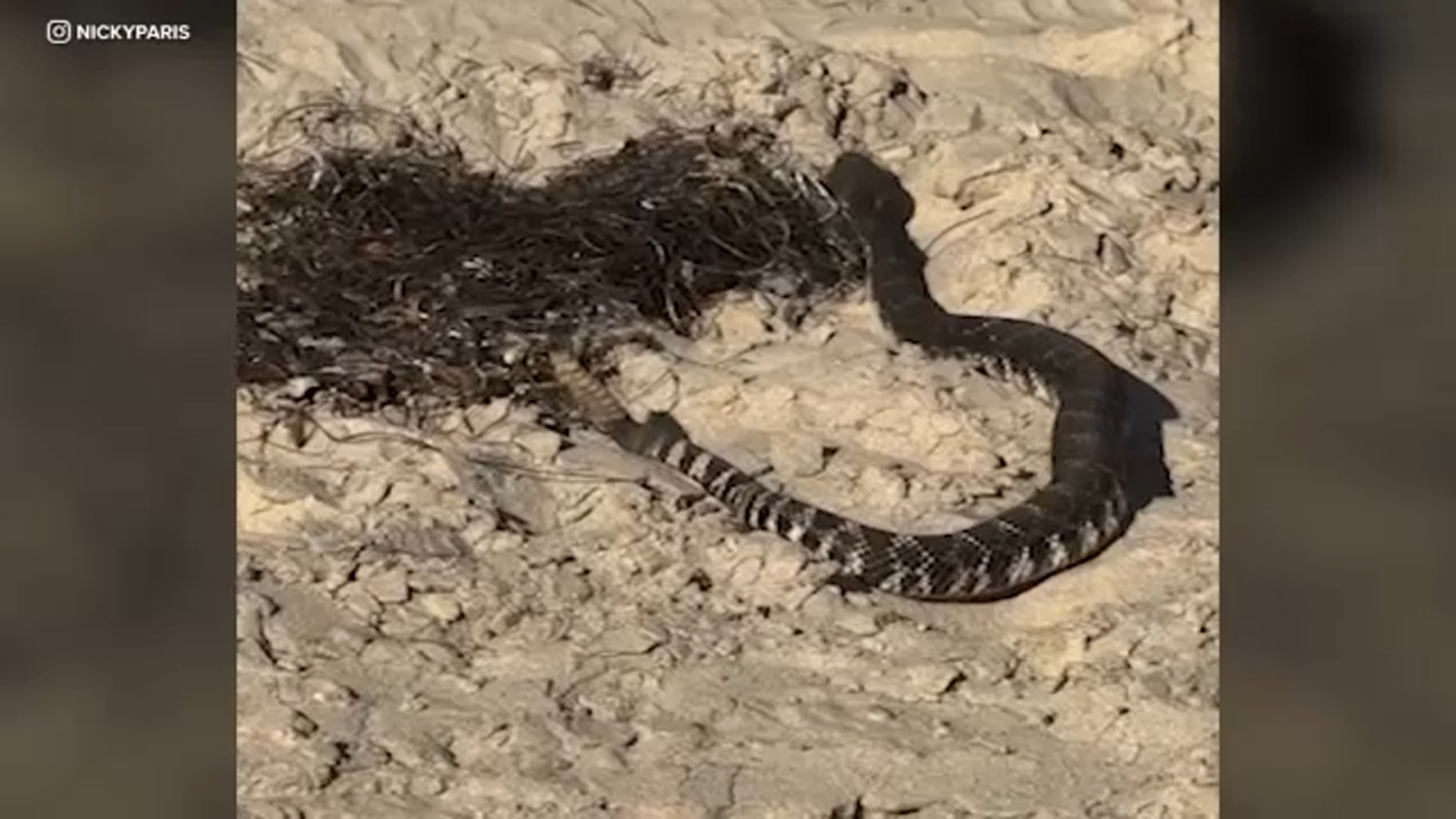 Rattlesnake spotted on the beach in Orange County; man says it slithered by his feet at Newport Beach Rattlesnake spotted on the beach in Orange County; man says it slithered by his feet at Newport Beach