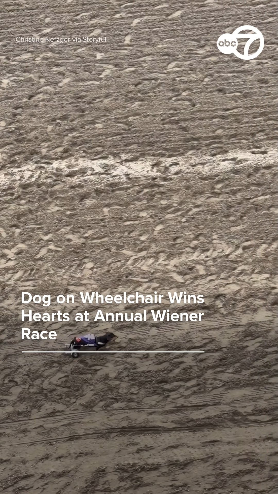 Dog on wheelchair wins hearts at annual wiener race: 
