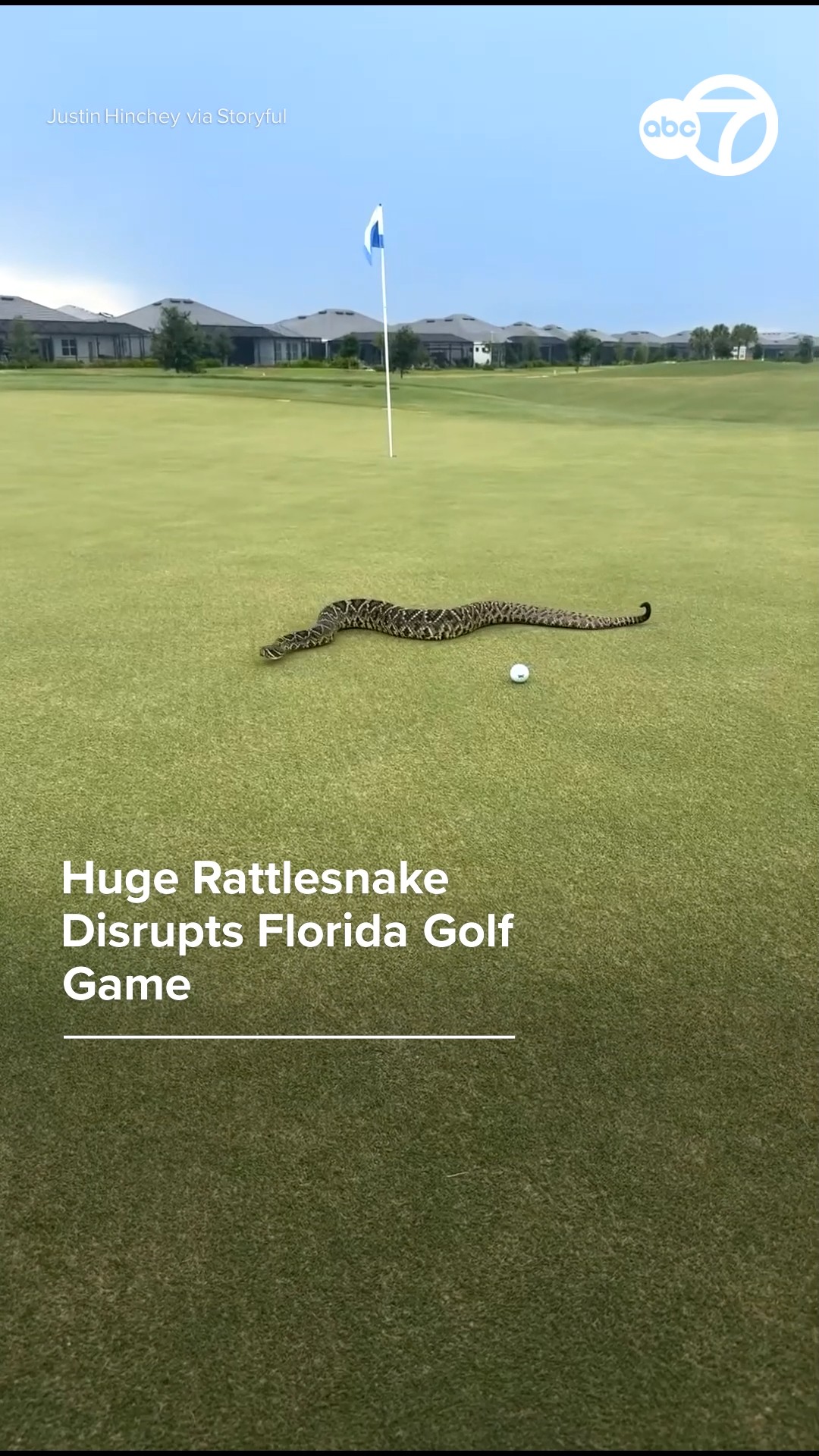 Huge rattlesnake disrupts Florida golf game
