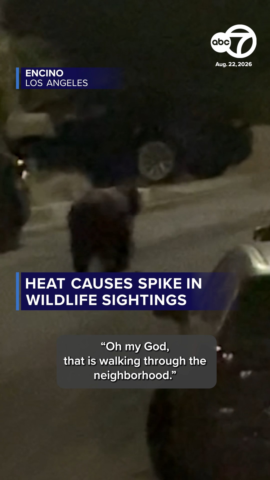 Bears, coyotes spotted in unexpected SoCal places during heat wave