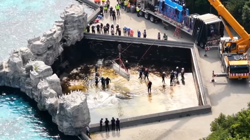 1 of beluga whales rescued from Canada marine park dies at Shedd