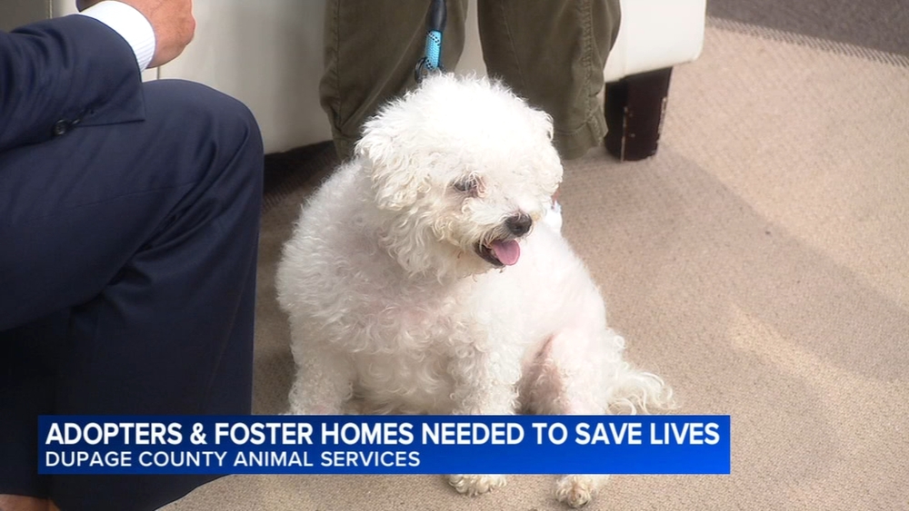 National Dog Day: DuPage Co. Animal Services needs adopters, fosters