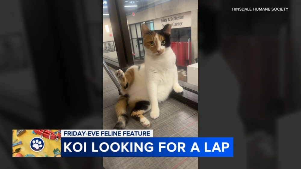 Friday Eve Feline: Koi and Hamilton