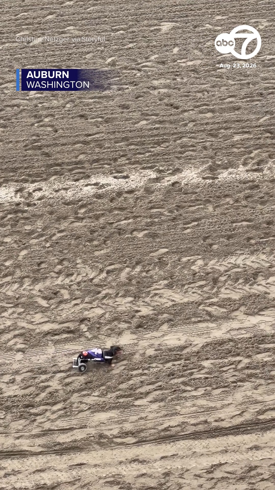 Determined dog with wheelchair wins hearts at annual wiener race