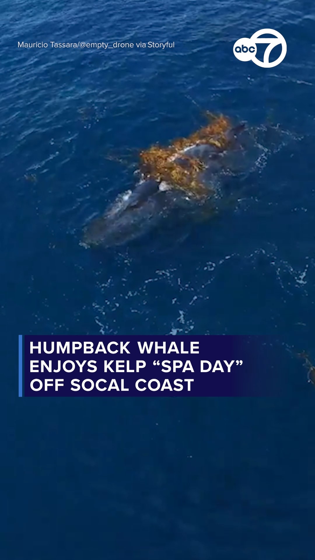 Humpback whale enjoys kelp 'spa day' off SoCal coast