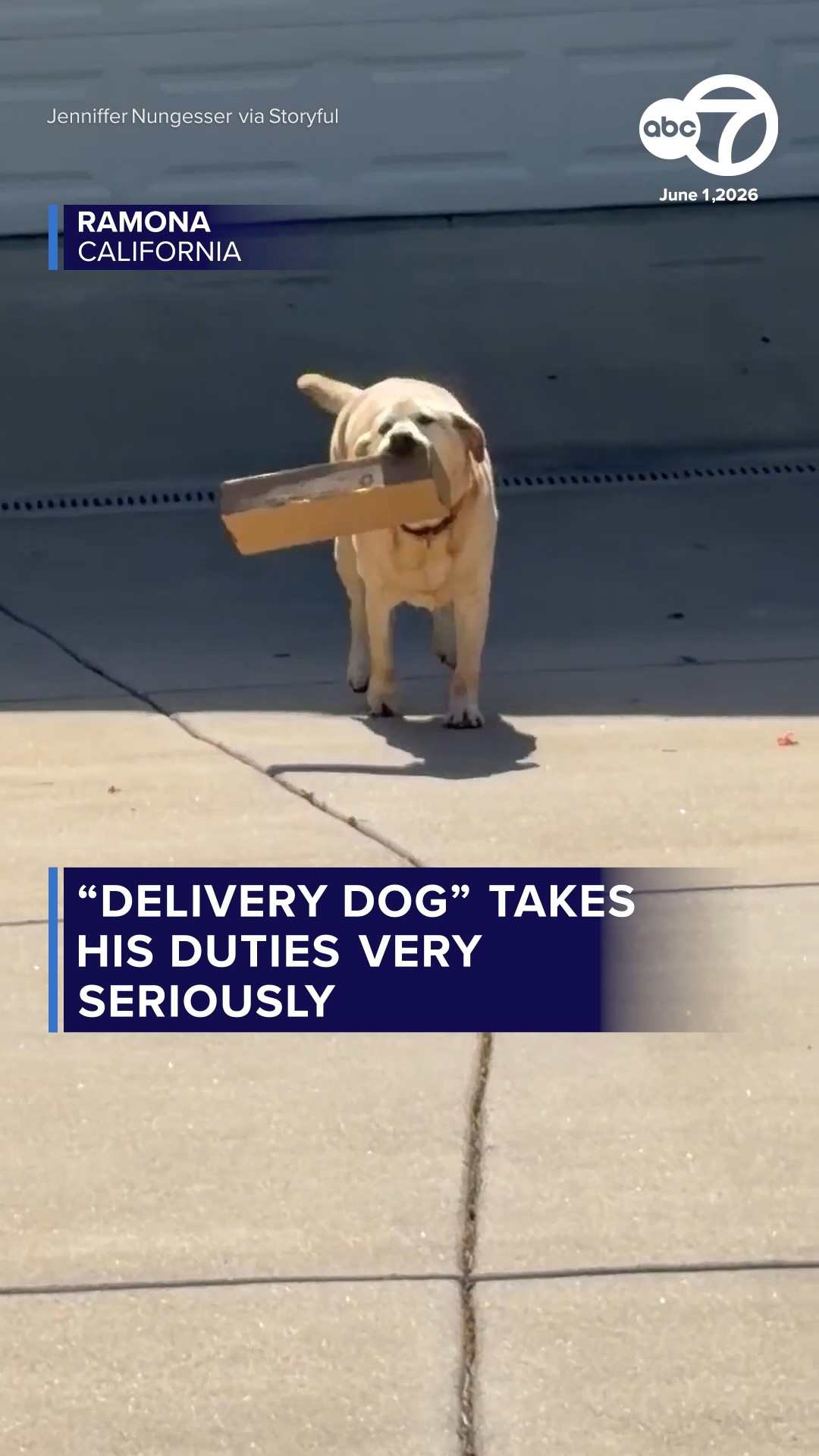 "Delivery dog" takes his duties very seriously