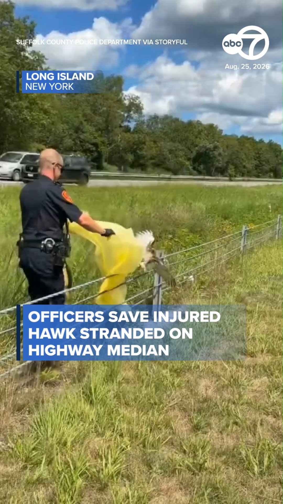 Cops Save Injured Hawk Stranded on Highway Median