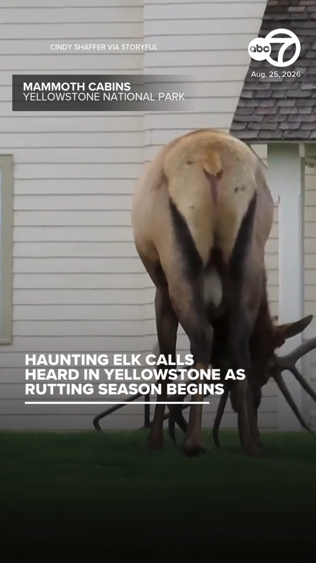 Haunting Elk Calls Heard in Yellowstone as Rutting Season Begins