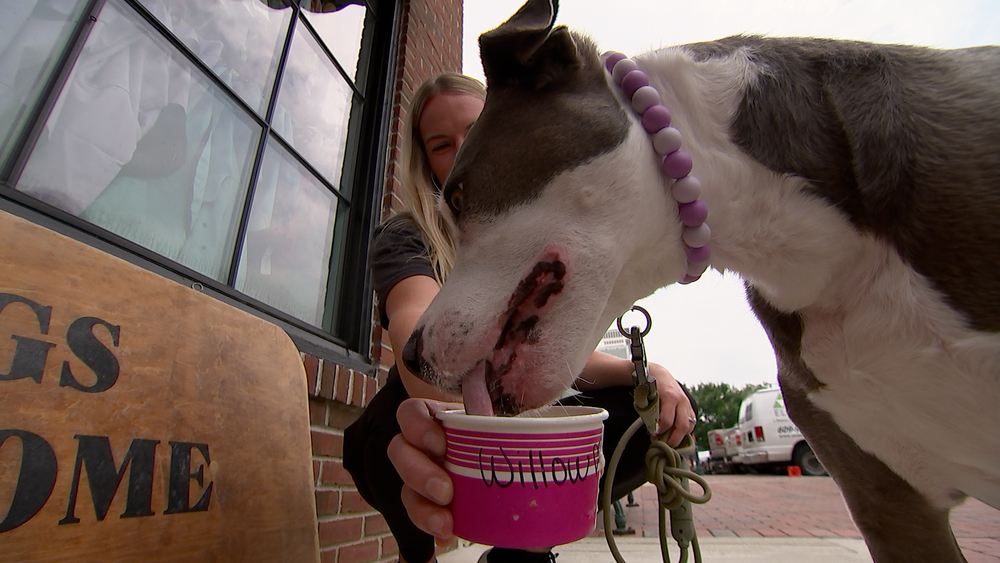 Cape May's Collar & Bone serves up ice cream made just for dogs