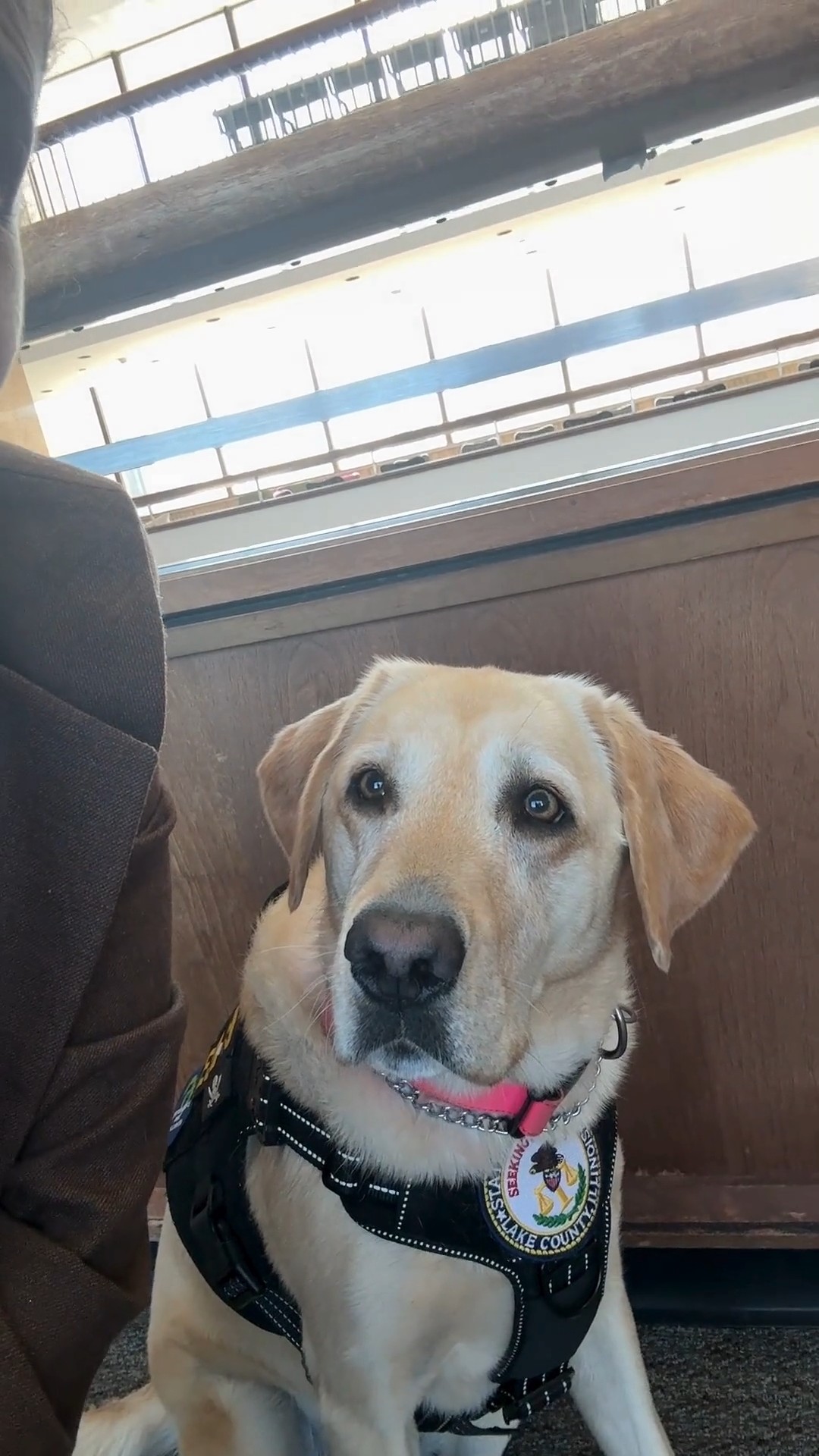 Electronic Storage Detection K9 helps in child porn arrest