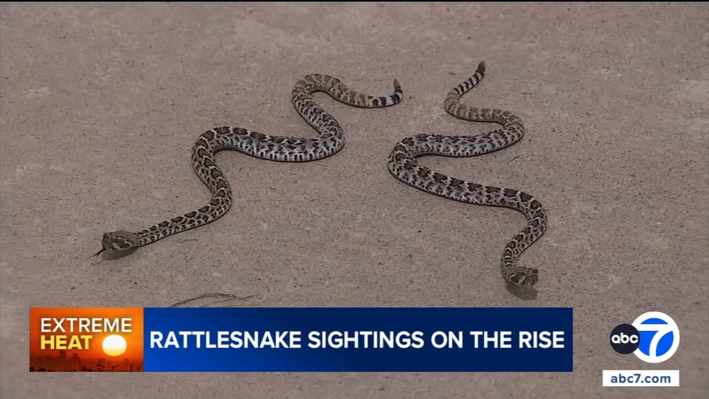 Rattlesnake sightings on the rise in Southern California