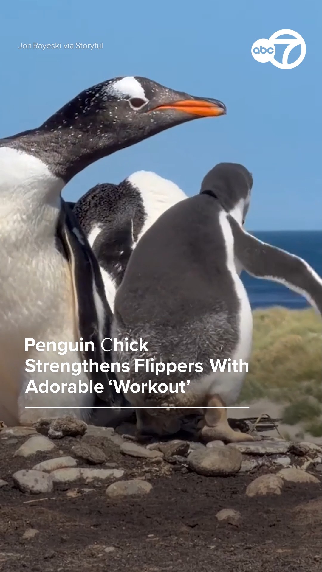 Penguin chick strengthens flippers with adorable 'workout'