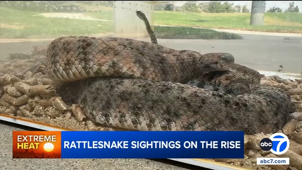 Rattlesnake sightings on the rise in Southern California
