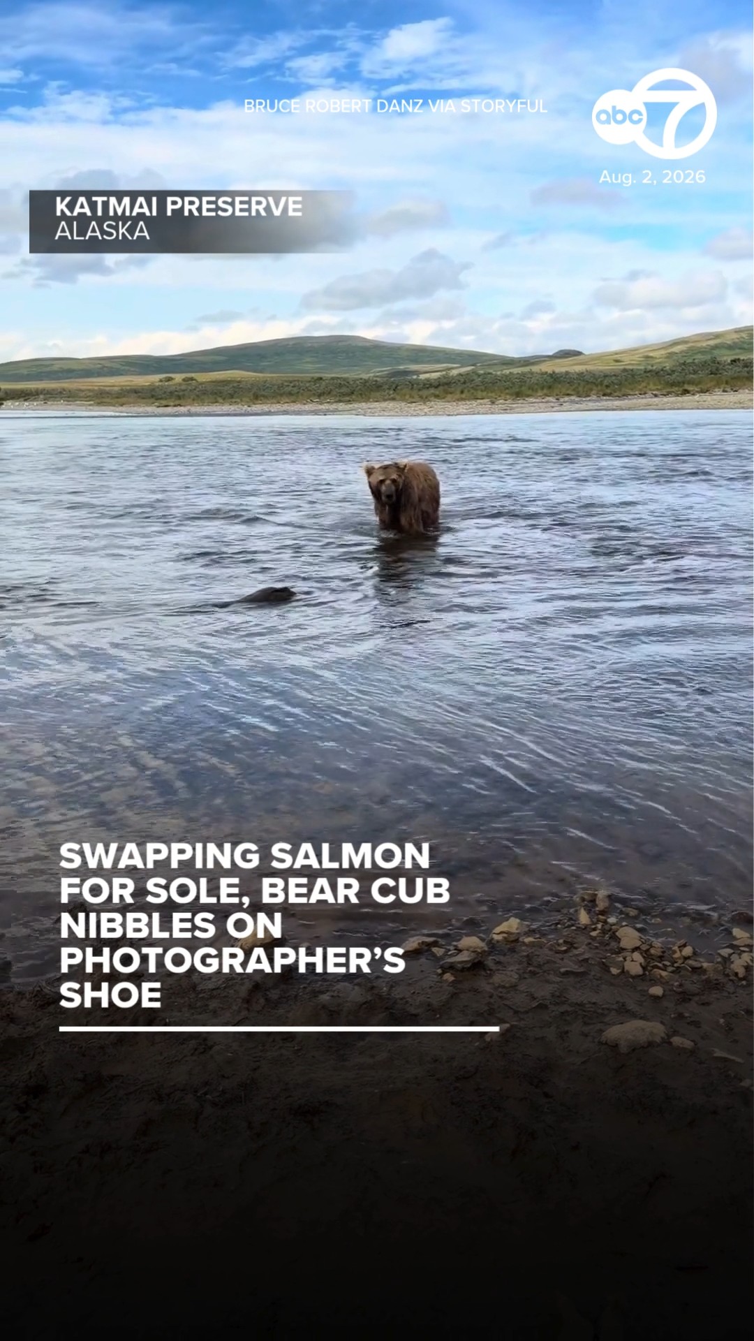Swapping salmon for sole, bear cub nibbles on photographer's shoe