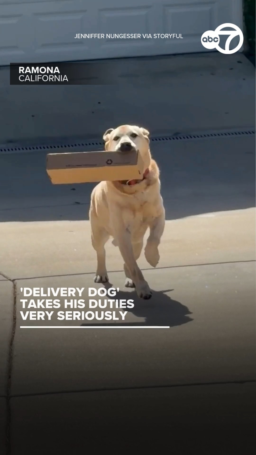 'Delivery dog' takes his duties very seriously
