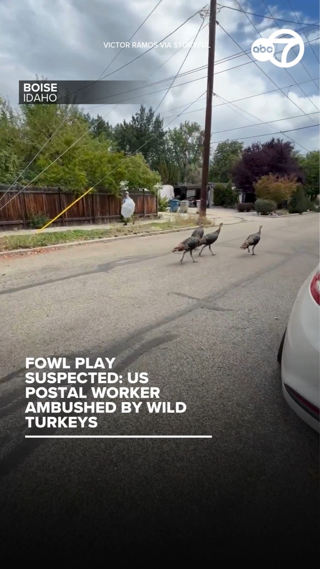 Fowl play suspected: US postal worker ambushed by wild turkeys