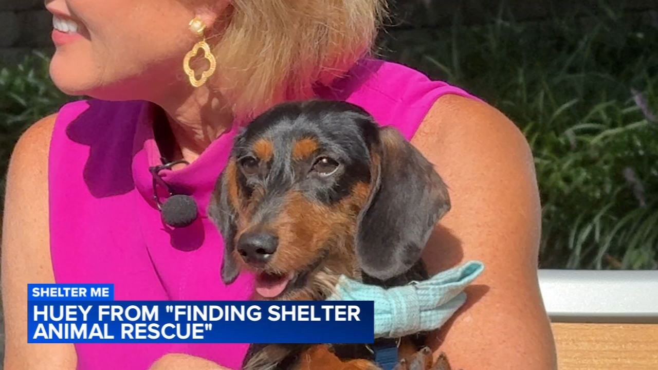 Shelter Me: Meet Huey, a mini wire-haired dachshund from Finding Shelter Animal Rescue