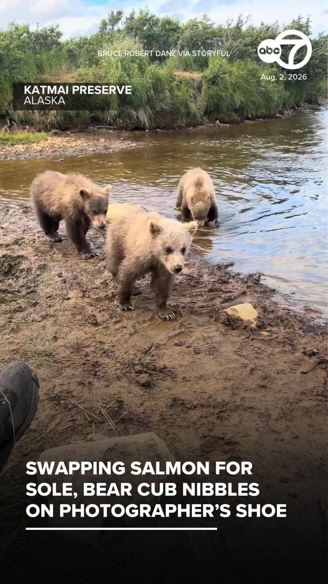 Swapping salmon for sole, bear cub nibbles on photographer’s shoe
