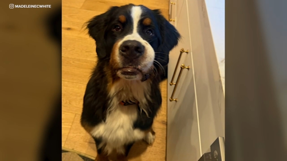 SoCal couple accuses trainer of negligence after their dog's death