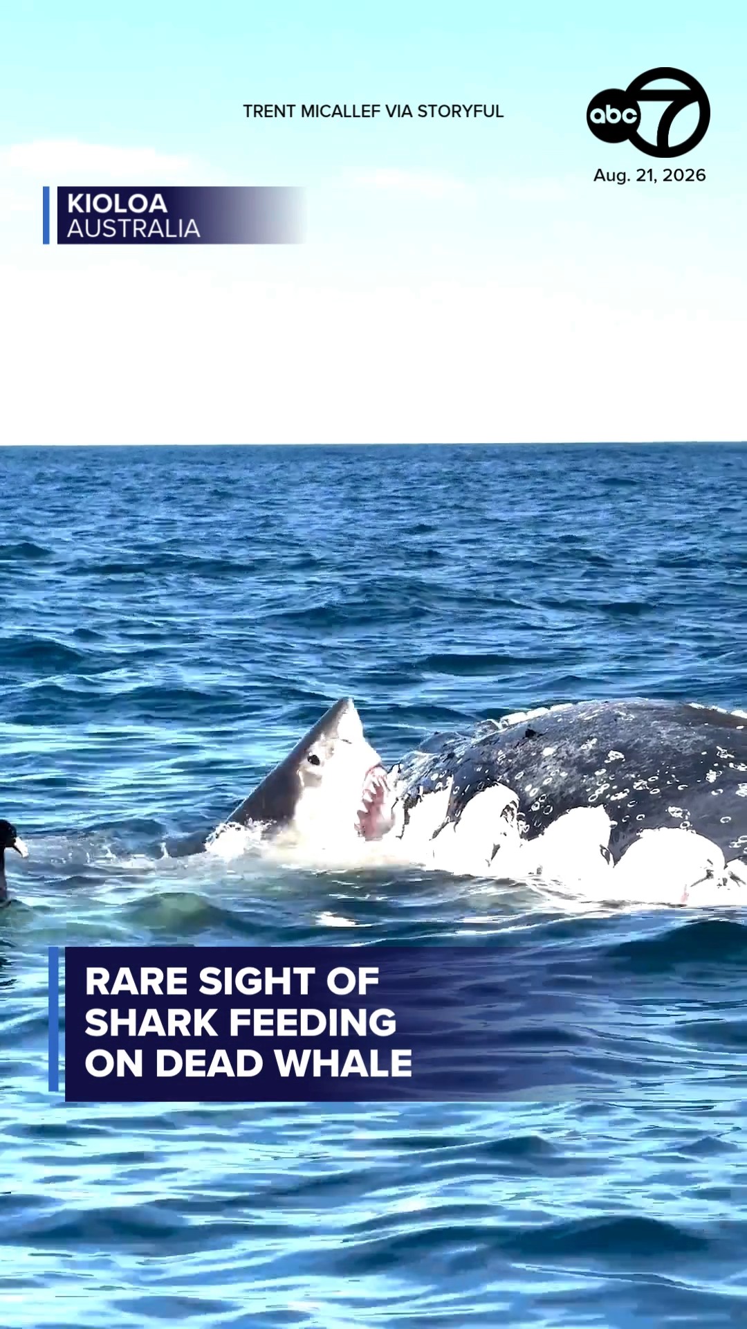 Rare sight of shark feeding on dead whale