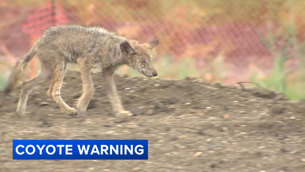 Wildwood residents concerned as coyotes move closer to homes