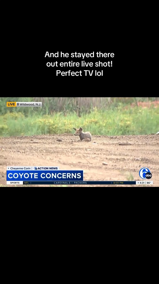 Wildwood residents concerned as coyotes move closer to homes