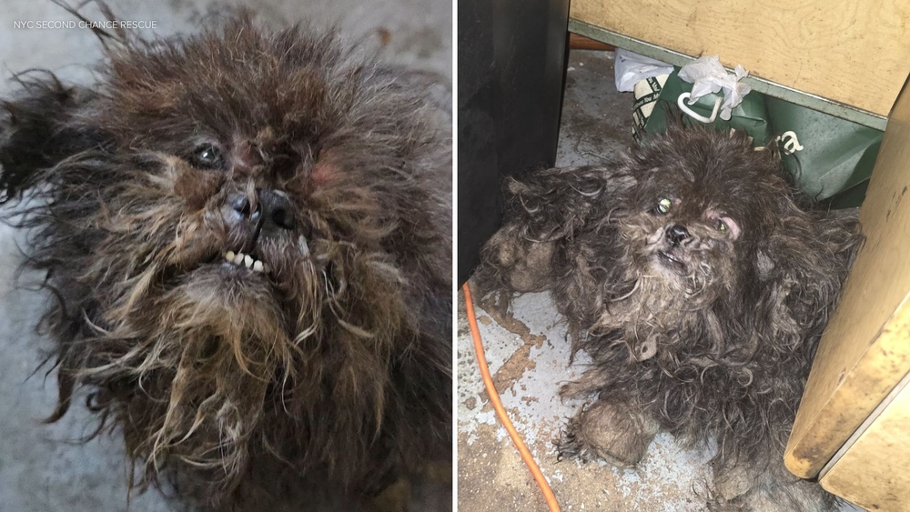 Two dogs found abandoned in Bronx basement