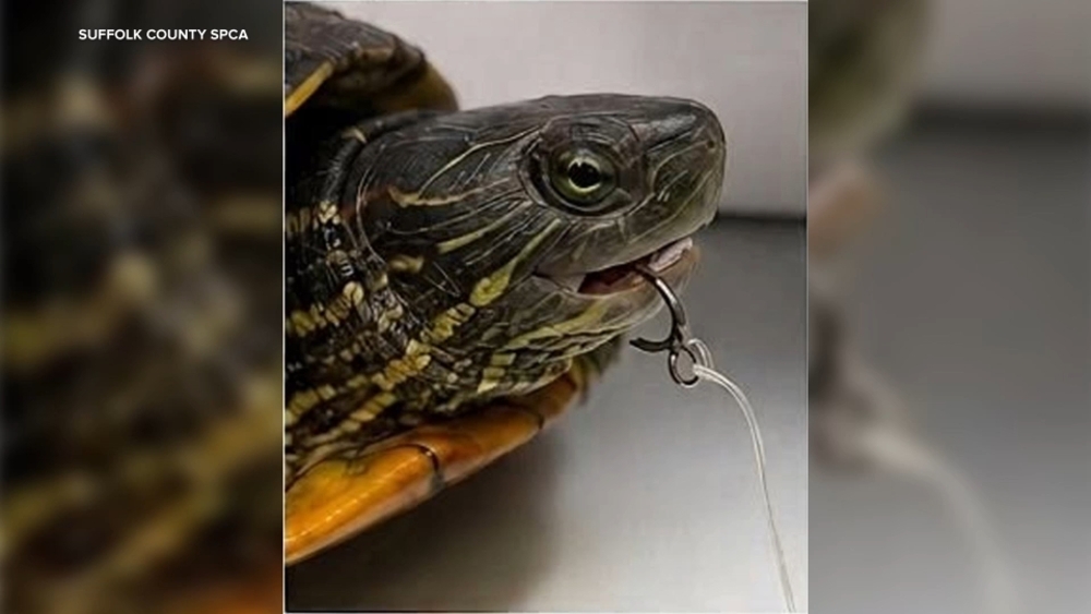 Abused turtle found on Long Island