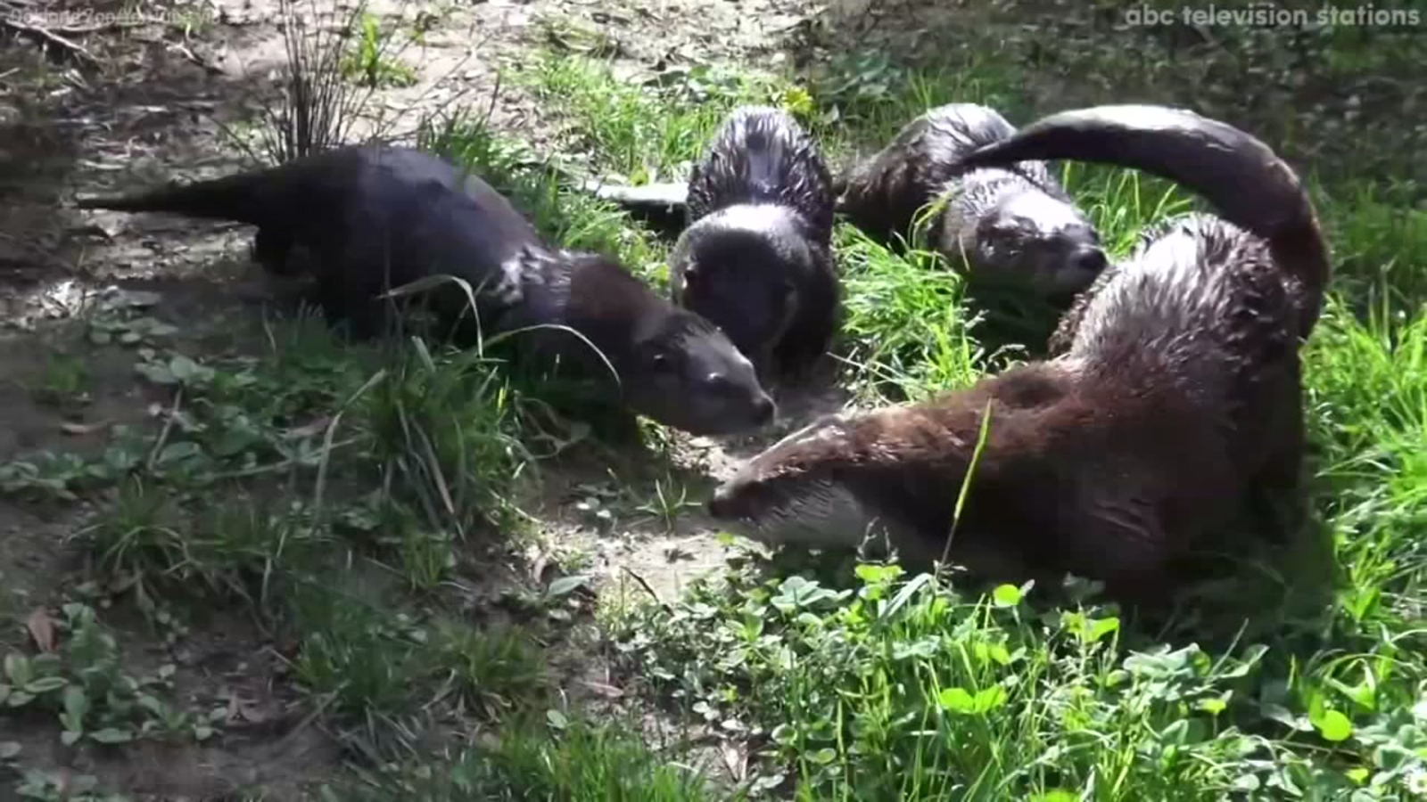 Meet the Oakland Zoo's baby river otters! ABC7 New York