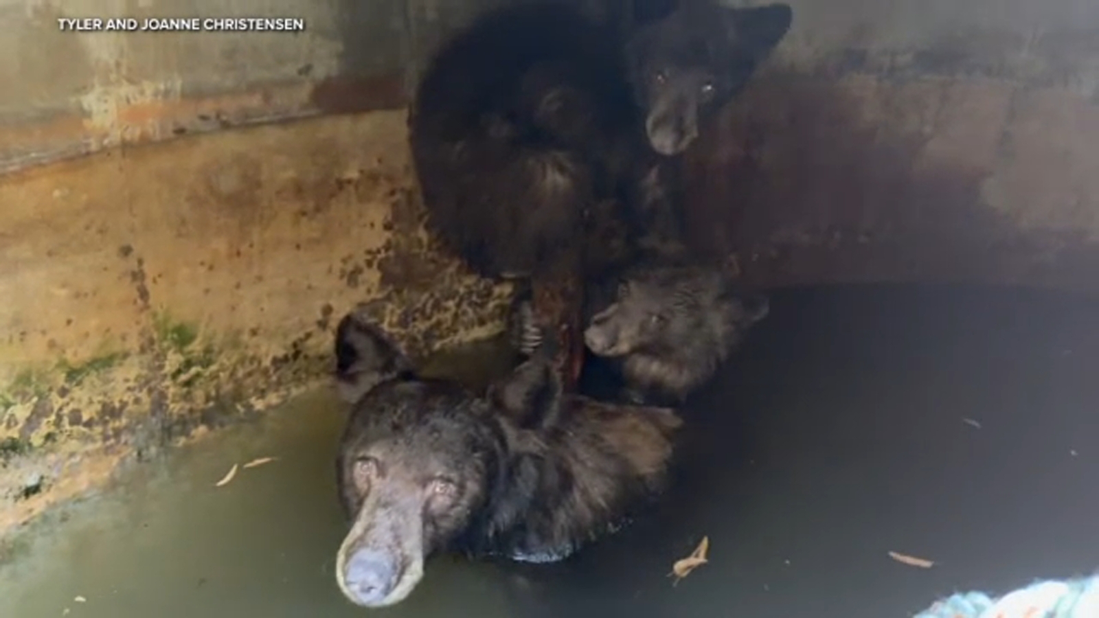 Wildlife officials work to free three trapped bears in La Verne Wildlife officials work to free three trapped bears in La Verne