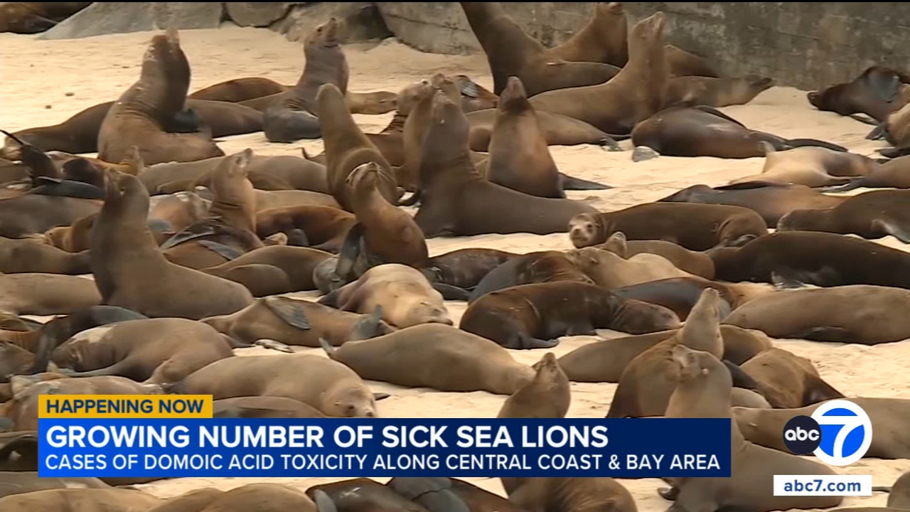 Dead, sick sea lions found along California coast amid toxicity surge