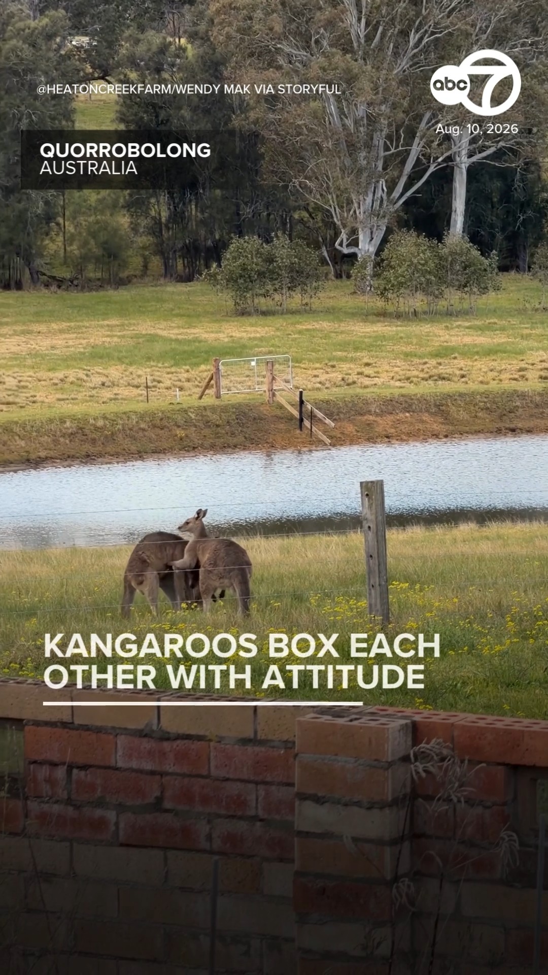 Kangaroos Box Each Other With Attitude on Aussie Farm