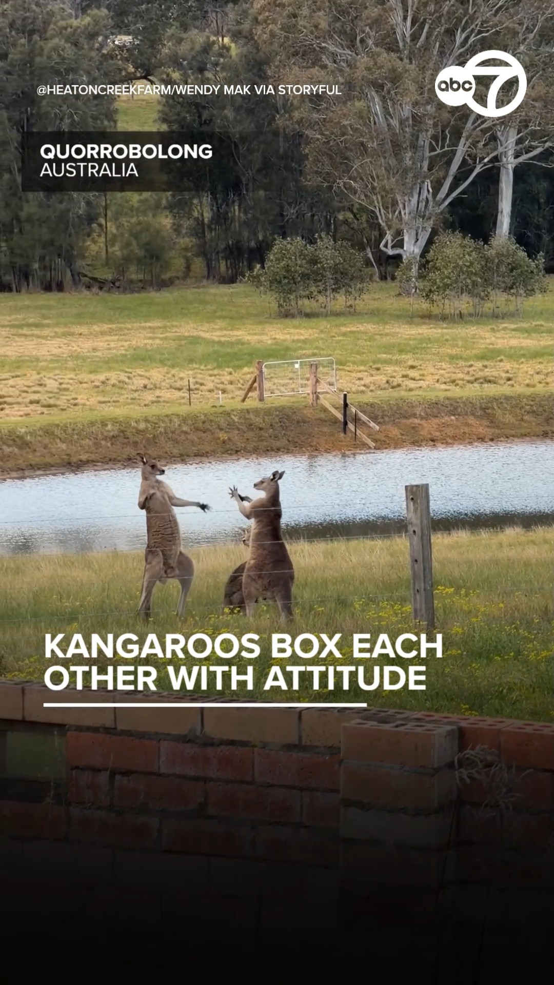 Kangaroos spotted boxing each other in Australia