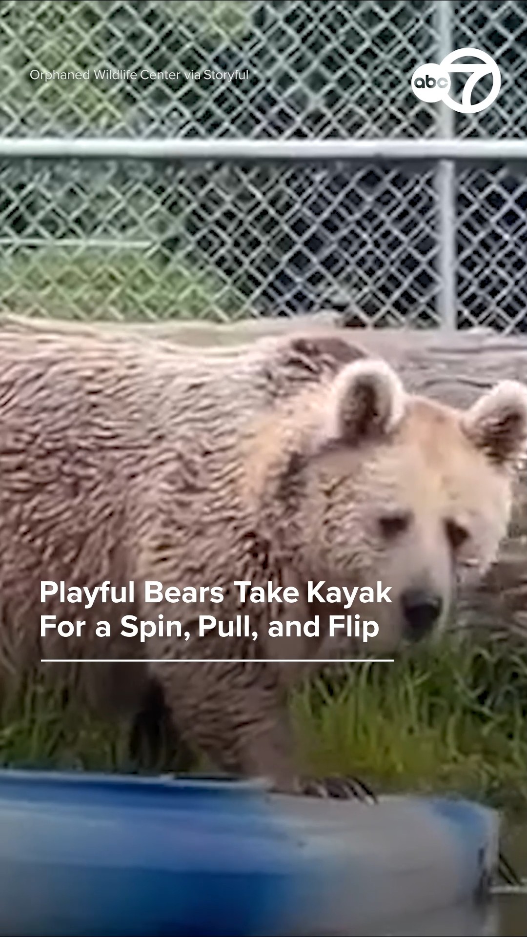 Playful bears take kayak for a spin, pull, and flip 
