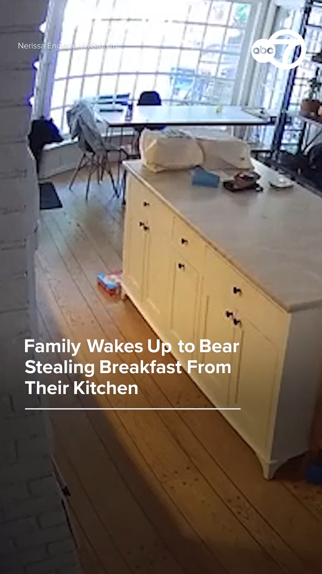 Family wakes up to bear stealing breakfast from their kitchen
