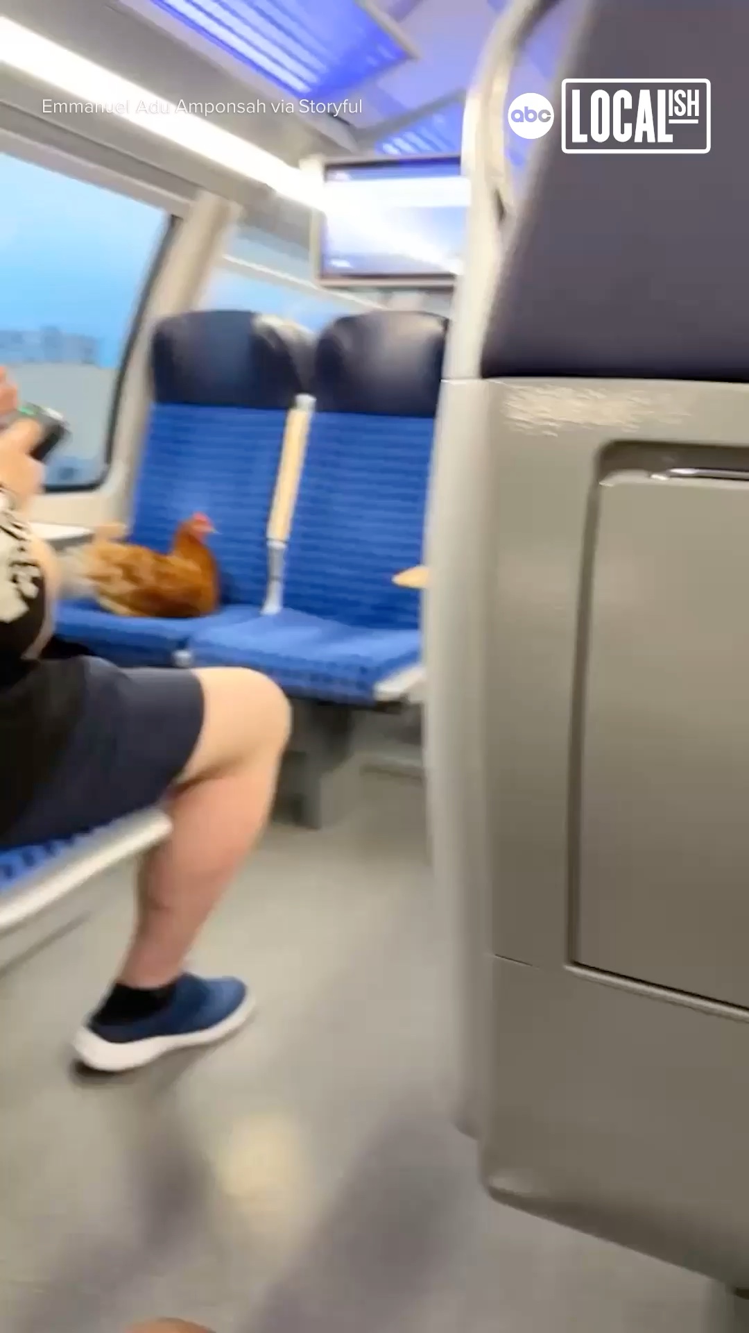 Why did the chicken cross the road? To catch the bus!