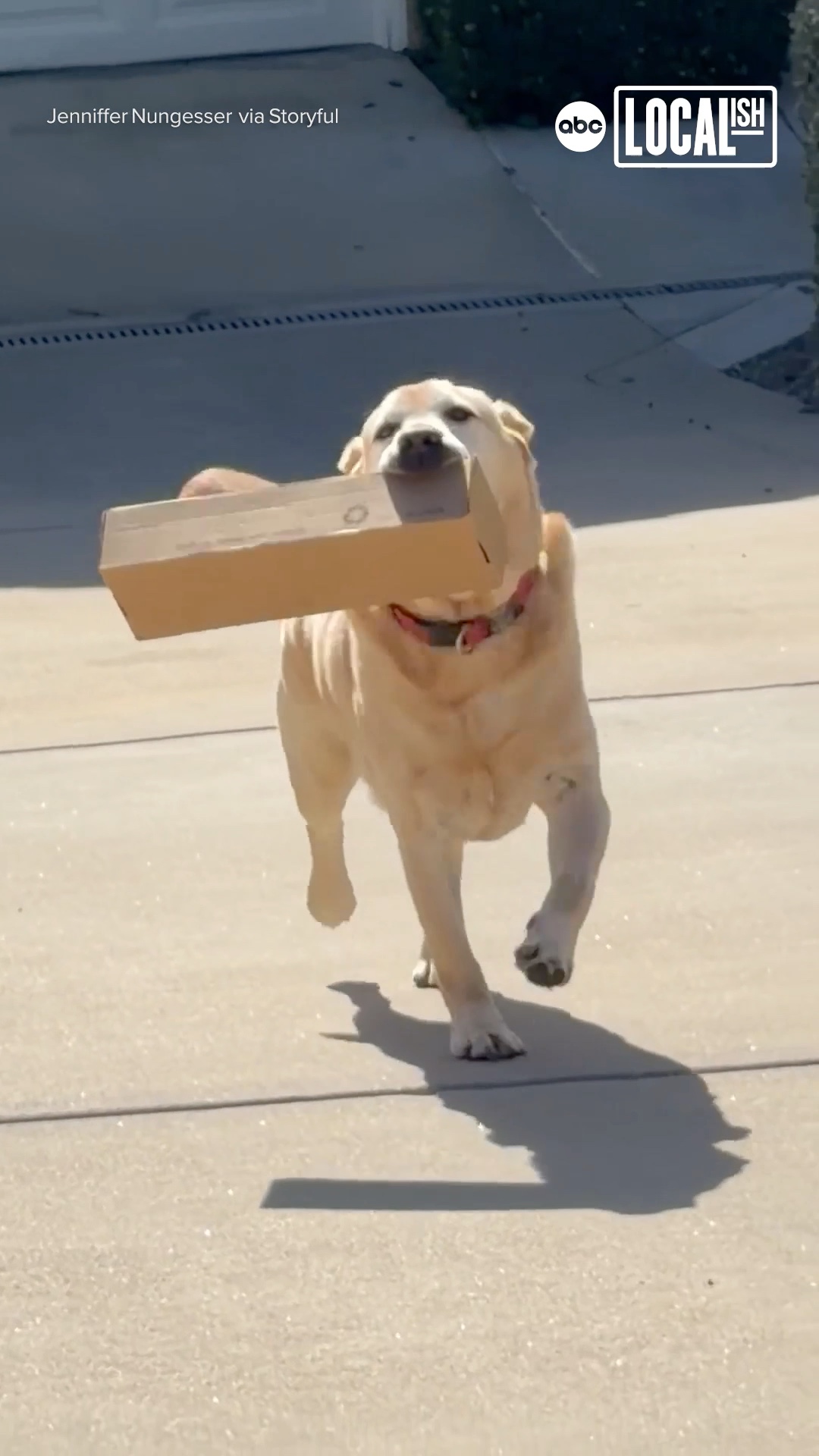 This dedicated 'Delivery Dog' is the best boy!