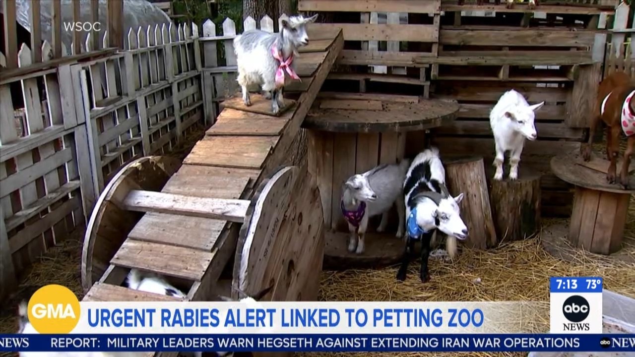 Rabid baby goats prompt North Carolina mobile petting zoo scare