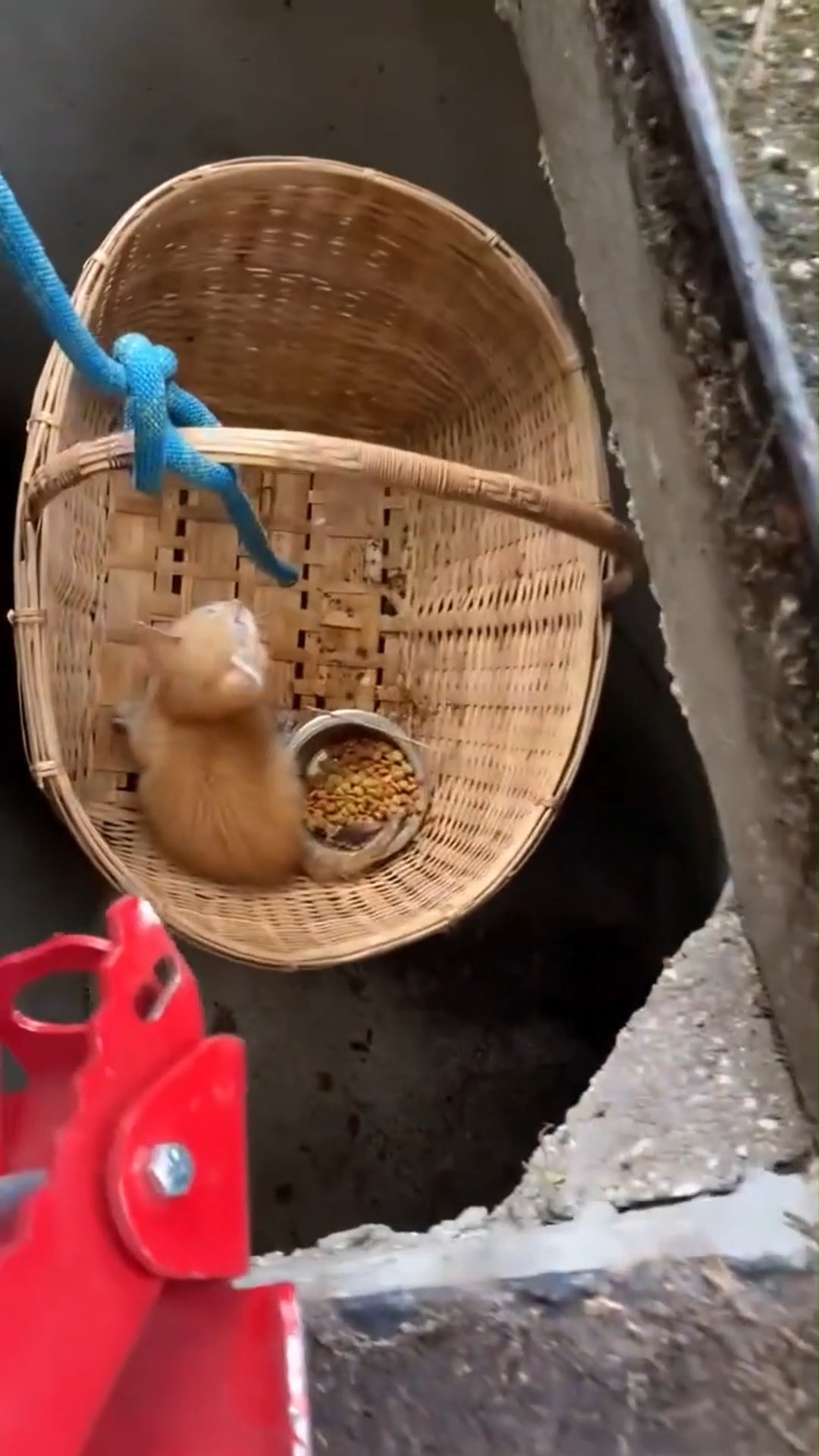 Florida Firefighters Rescue 'Feisty' Kitten From Storm Drain