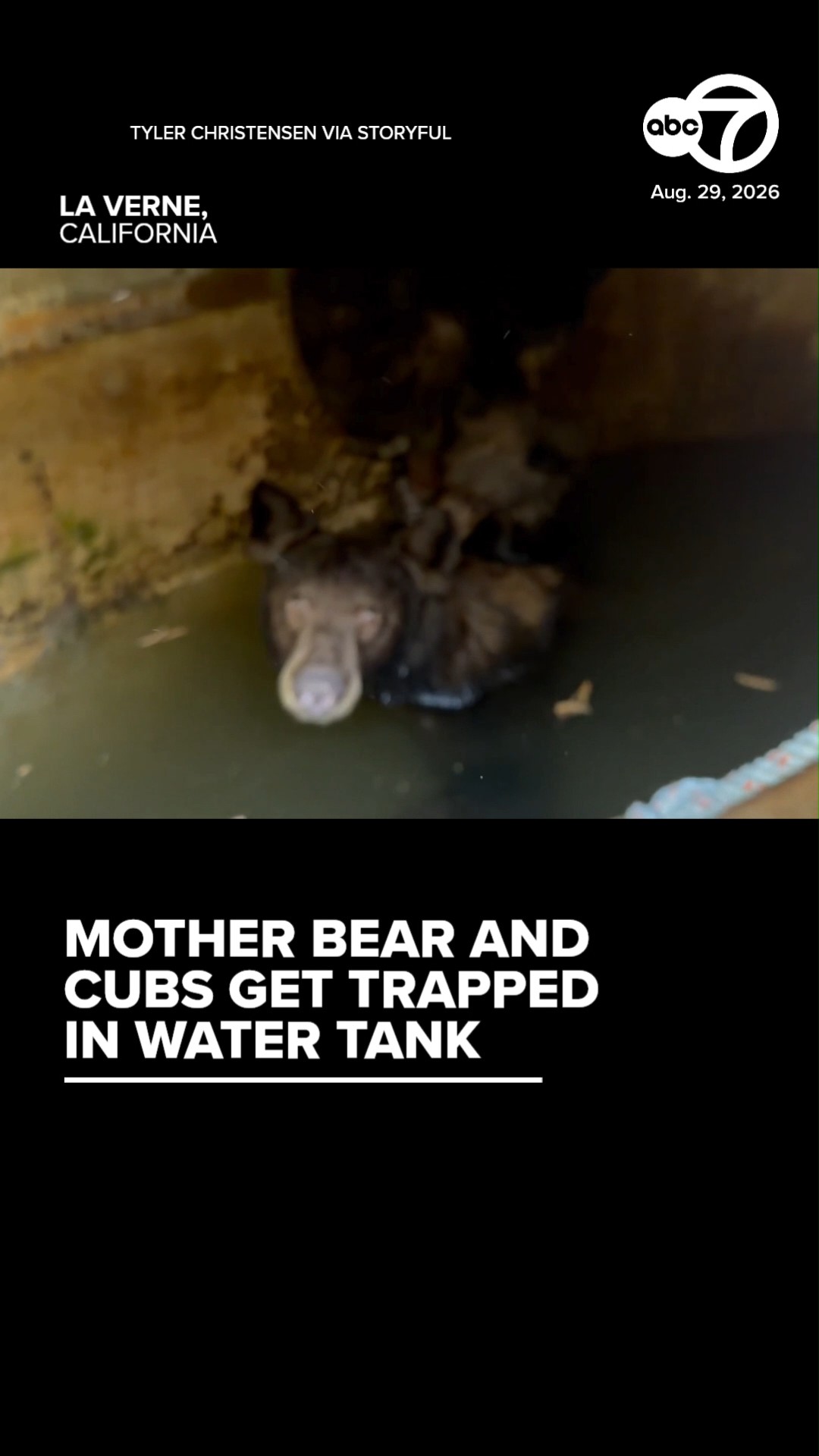 Mother Bear and Cubs Get Trapped in Water Tank