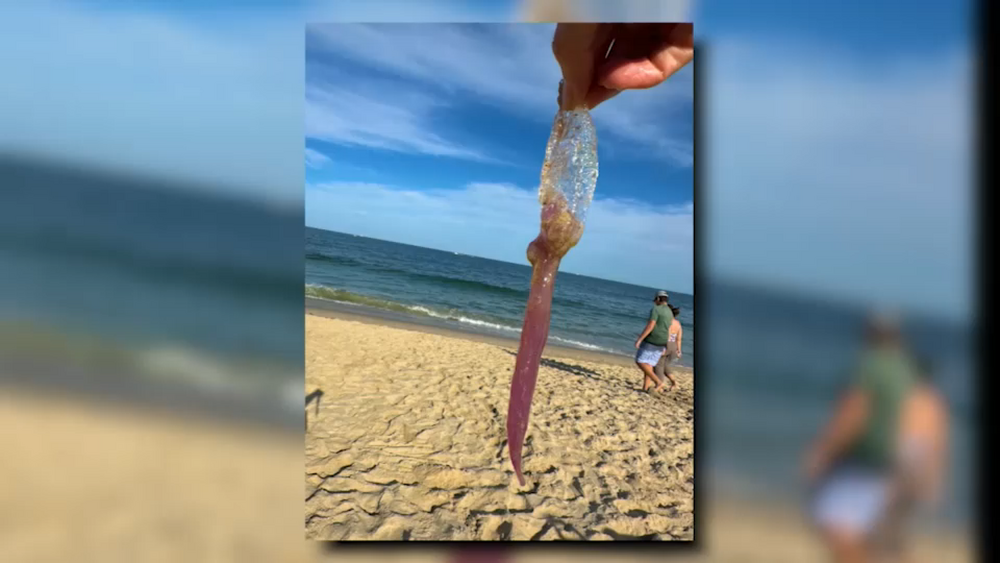 'Purple meany' jellyfish swarm strikes Jersey Shore swimmers