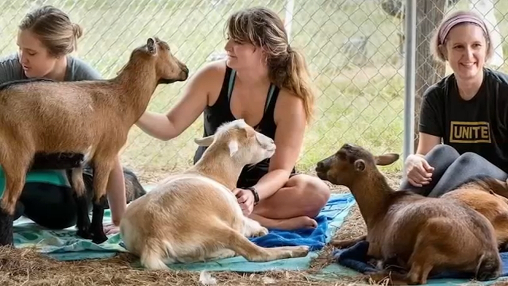 Rabies alert issued after infected goats visit Durham County events