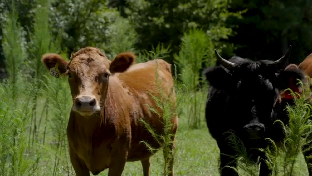 NC cattle farmer getting unexpected boost from beef tariffs pause