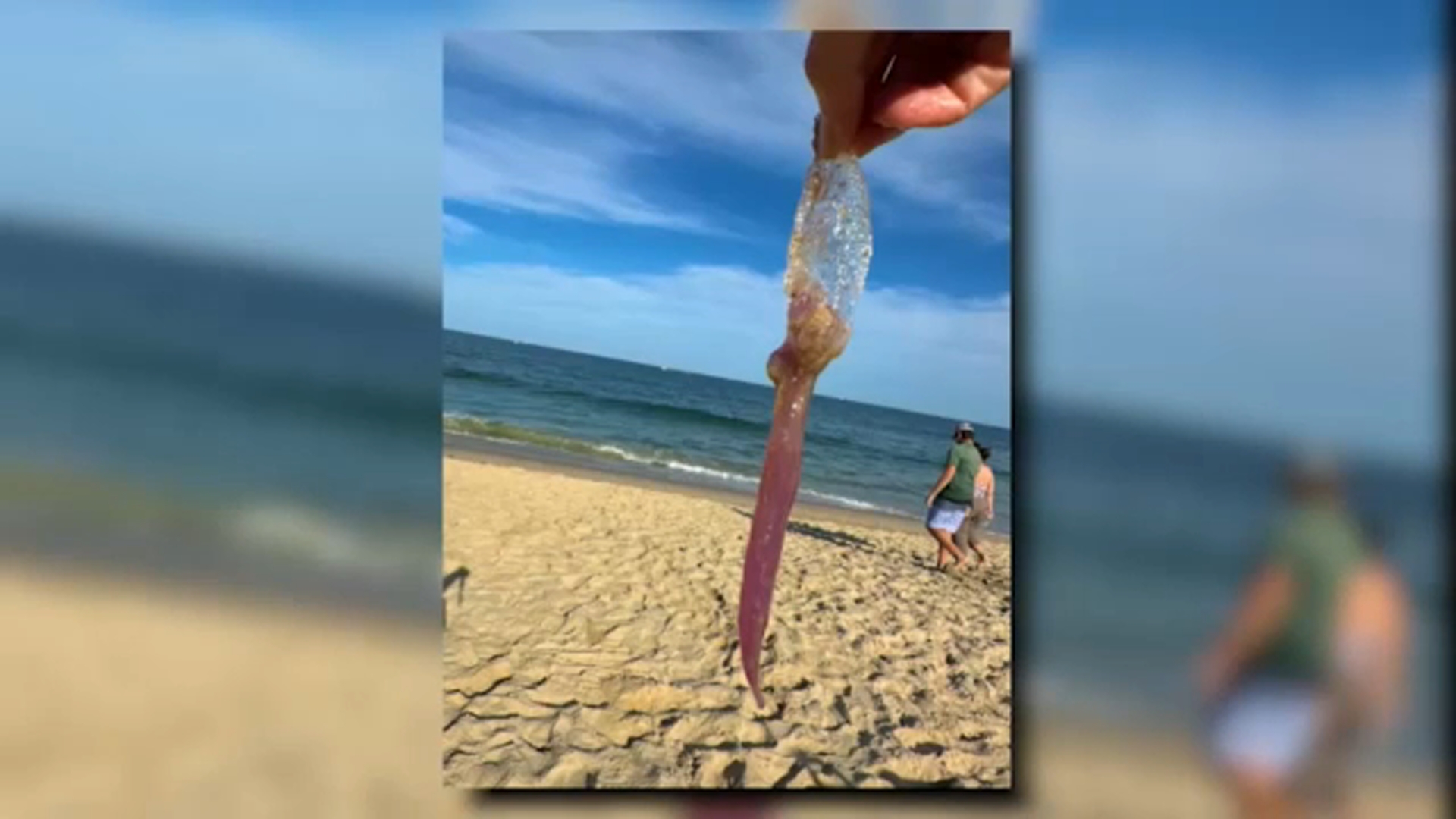 Swimmers urged to watch out for purple meanie jellyfish at Jersey Shore