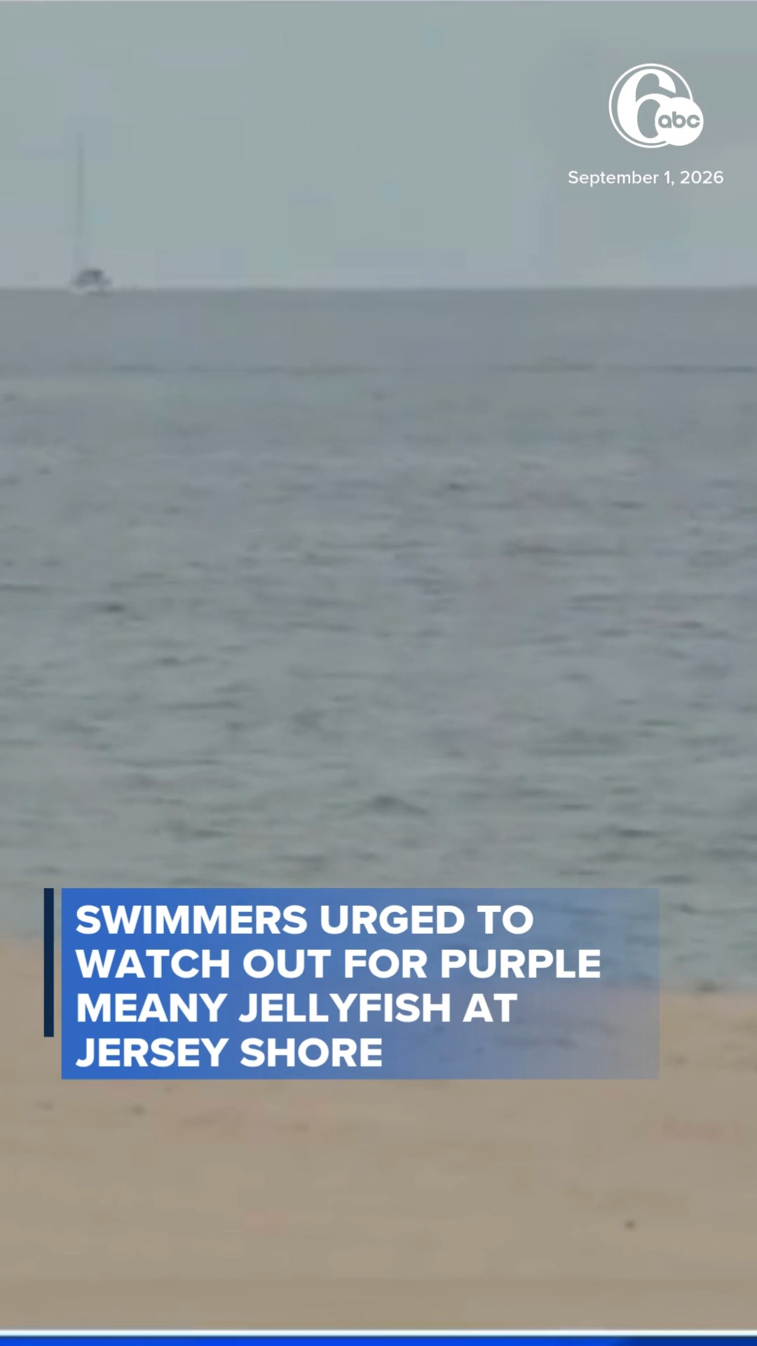 Swimmers urged to watch out for purple meany jellyfish at Jersey Shore