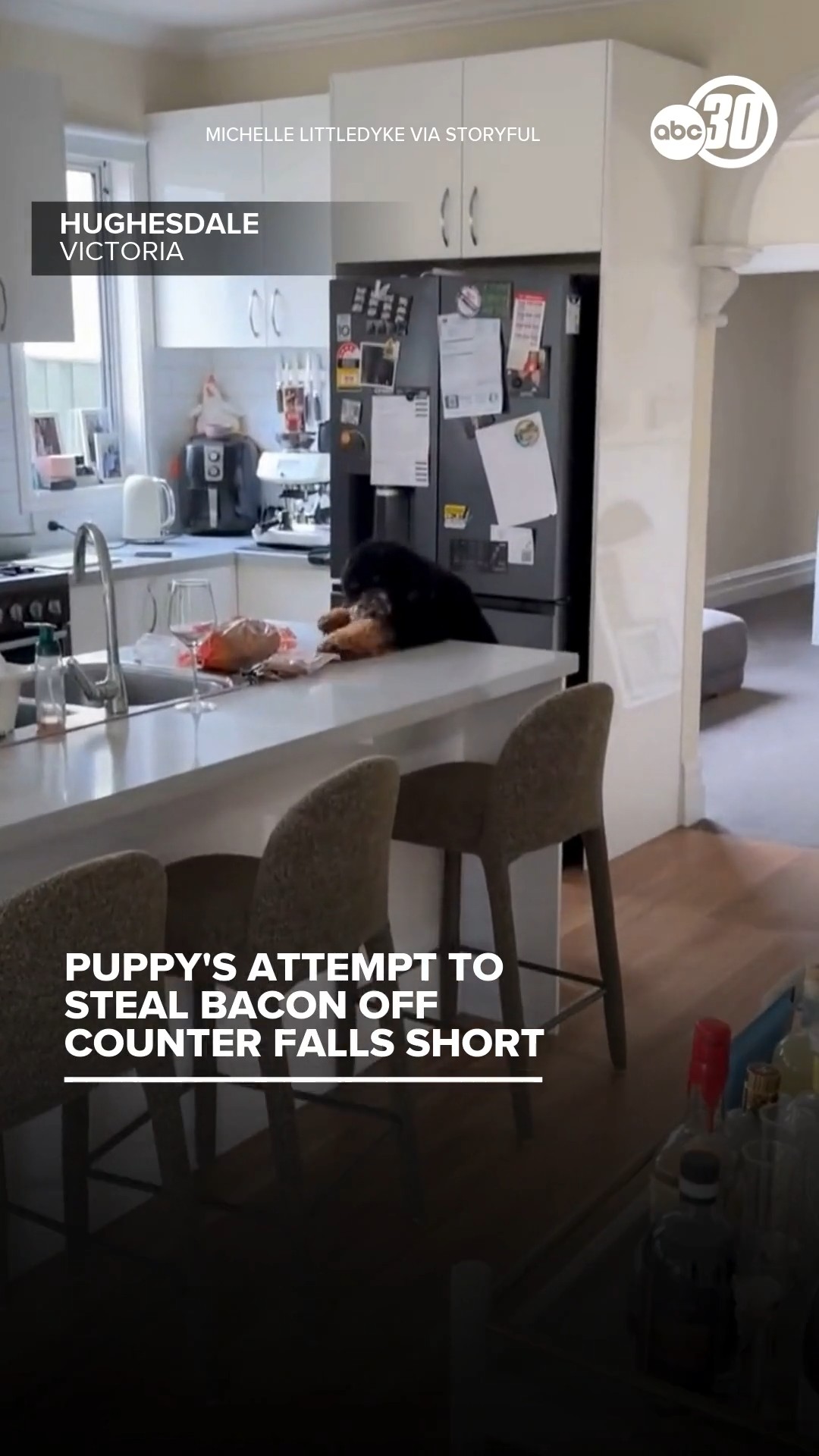 Puppy's attempt to steal bacon off counter falls short