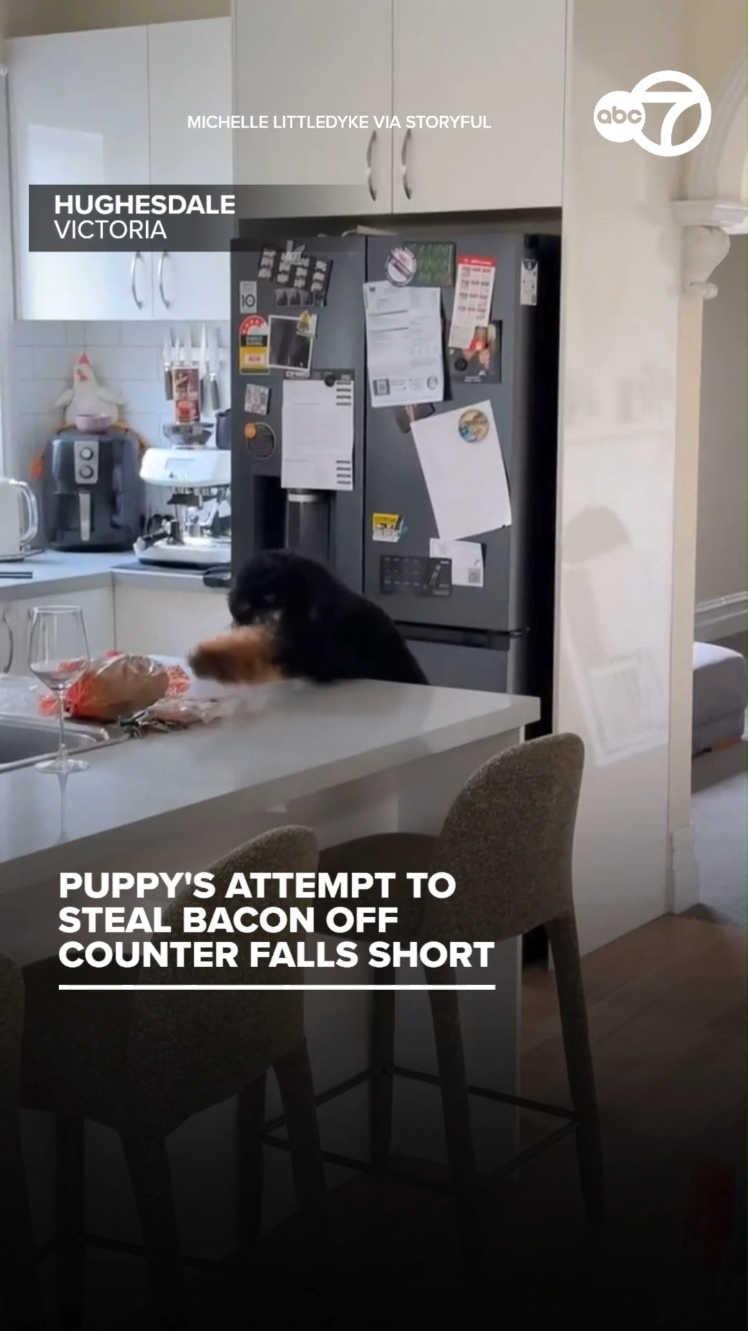 Puppy's Attempt to Steal Bacon Falls Short