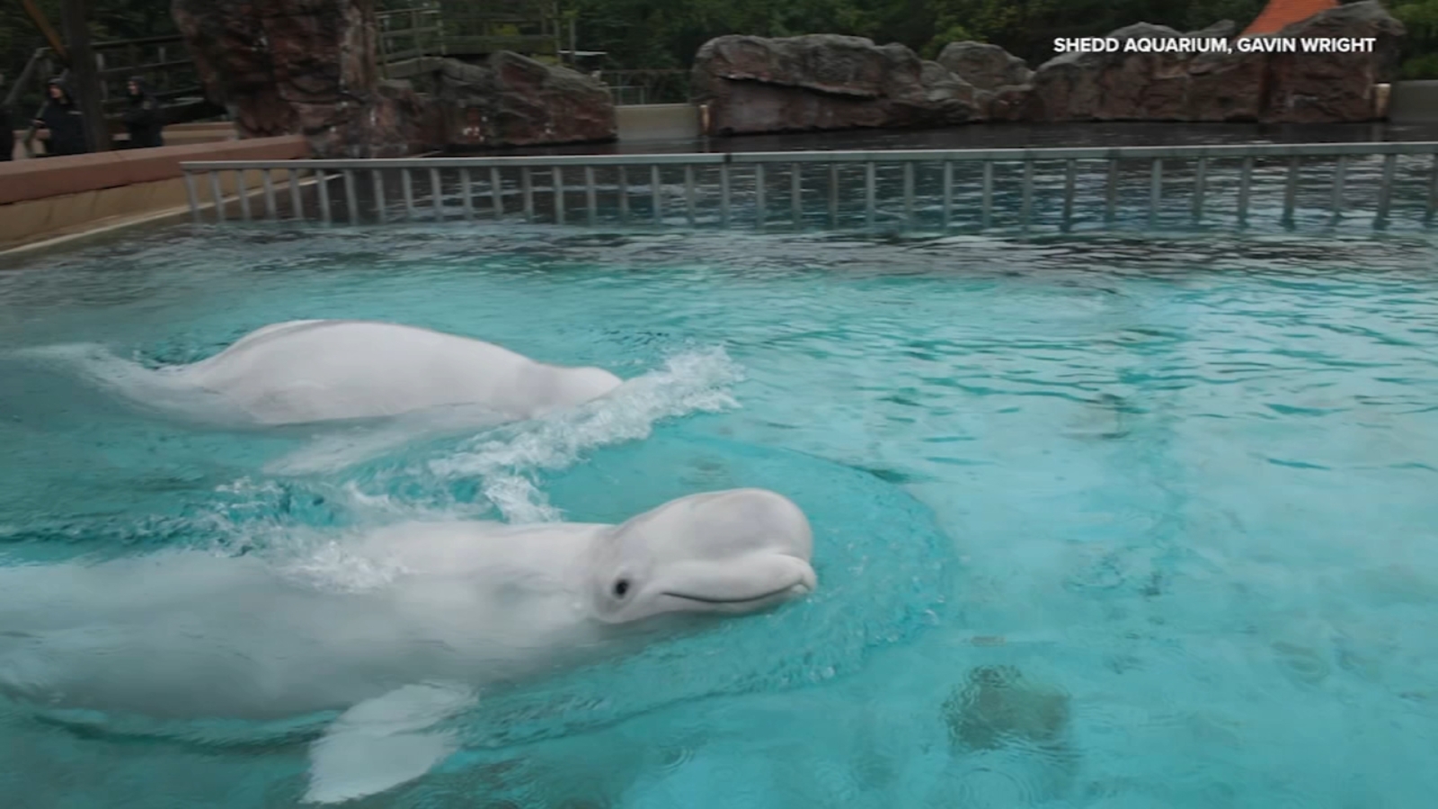 Final group of rescued beluga whales arrives at Shedd Aquarium from shuttered Canada marine park
      