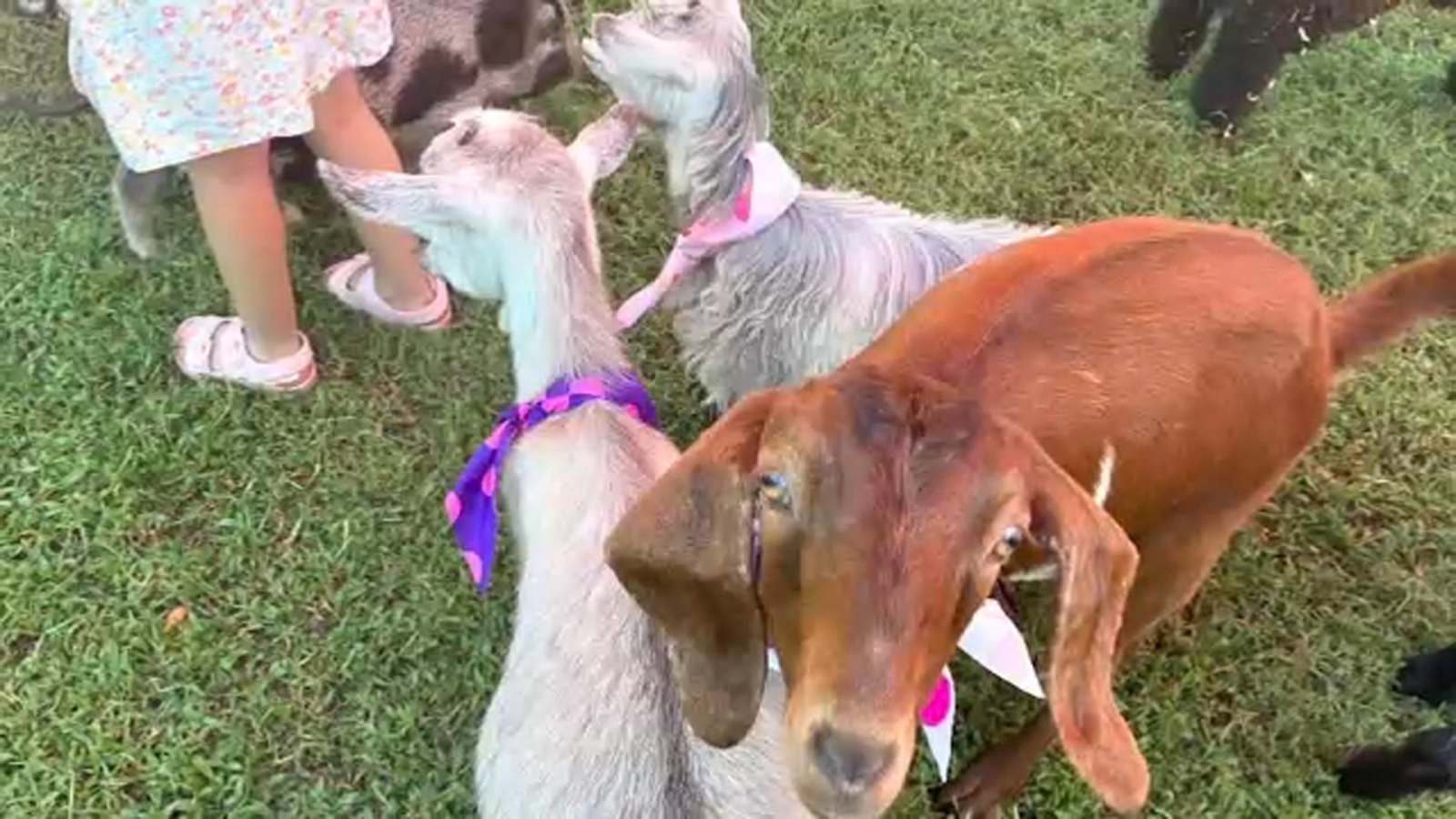 NC mother speaks out after she hired company with infected goats for kids' birthday party